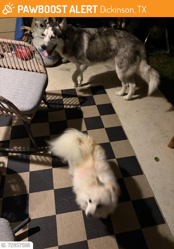 Found/Stray Unknown Dog last seen Bay View neighborhood , Dickinson, TX 77539