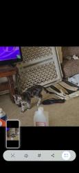 Lost Male Cat last seen 31st and garrnett, Tulsa, OK 74129