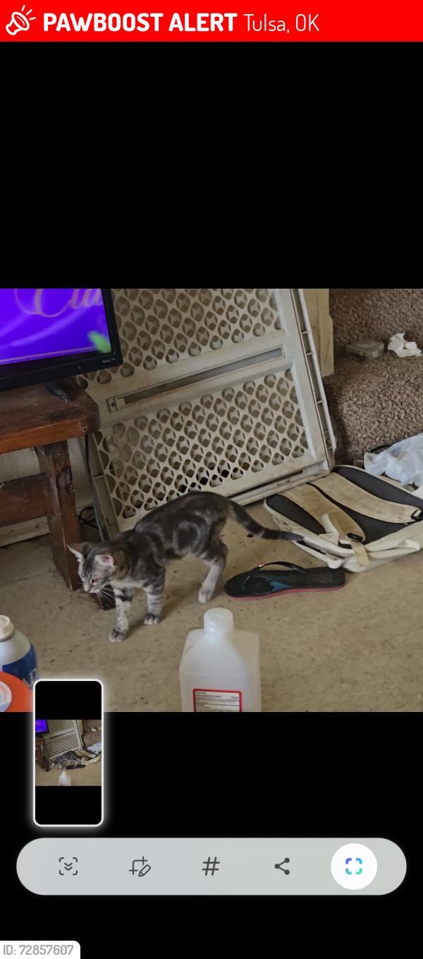Lost Male Cat last seen 31st and garrnett, Tulsa, OK 74129