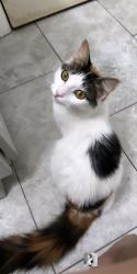 Lost Female Cat last seen Near westgreen sq , Hockley, TX 77447