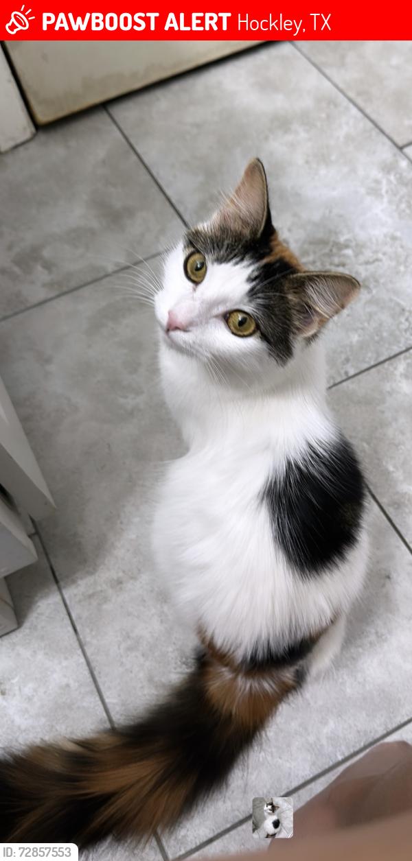 Lost Female Cat last seen Near westgreen sq , Hockley, TX 77447