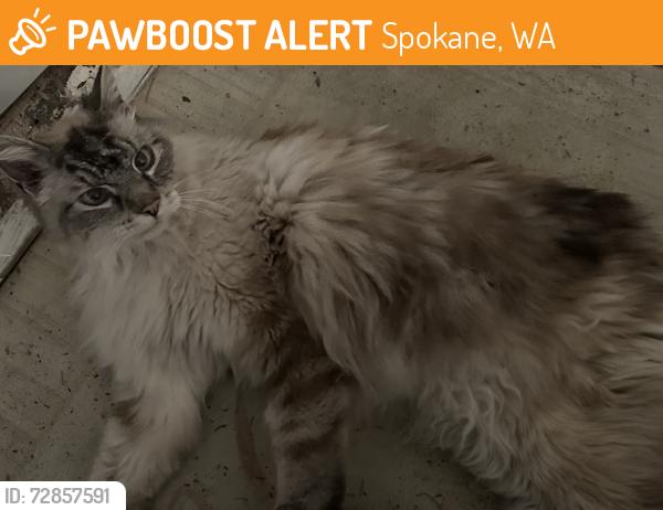 Found/Stray Male Cat last seen Buckeye Ave, Spokane, WA 99217