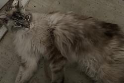 Found/Stray Male Cat last seen Buckeye Ave, Spokane, WA 99217