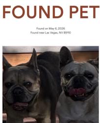 Found/Stray Unknown Dog last seen Washington and Linn, Sunrise Manor, NV 89110