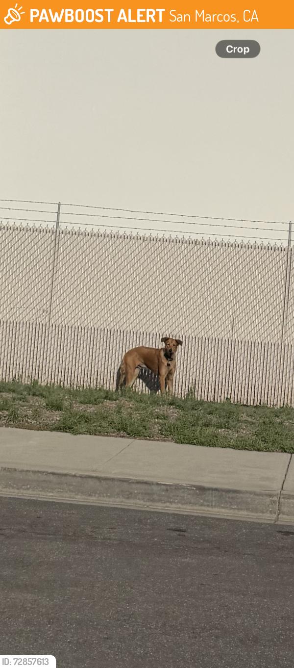 Found/Stray Unknown Dog last seen Saw this very cute dog (seems to be a young dog) with a collar clearly on roaming around, didn’t see an owner nearby. Dog ran off while I was stopping the car , San Marcos, CA 92078