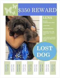 Lost Female Dog last seen Near Sesnon Blvd Porter Ranch, CA 91326 United States, Los Angeles, CA 91326