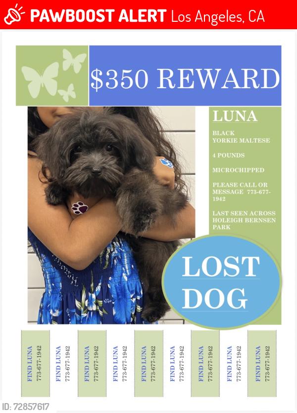 Lost Female Dog last seen Near Sesnon Blvd Porter Ranch, CA 91326 United States, Los Angeles, CA 91326