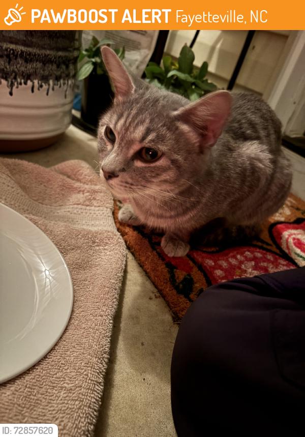 Found/Stray Unknown Cat last seen Beaver Run Dr, Galena Dr, Battle Rd, Fayetteville, NC 28314