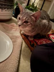 Found/Stray Unknown Cat last seen Beaver Run Dr, Galena Dr, Battle Rd, Fayetteville, NC 28314