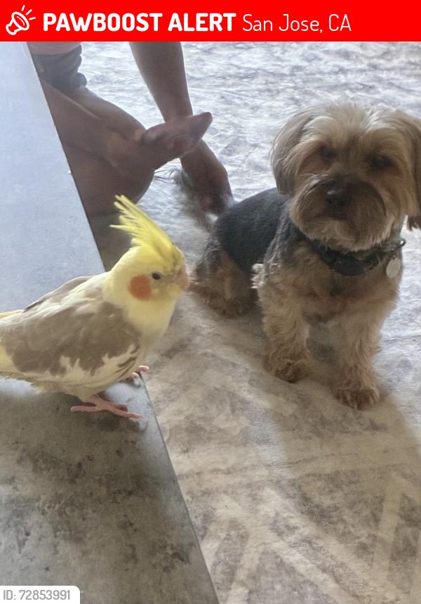 Lost Female Bird last seen Avana apt, San Jose, CA 95123