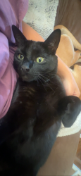 Lost Male Cat last seen george barnes rd, Murrayville, GA 30564