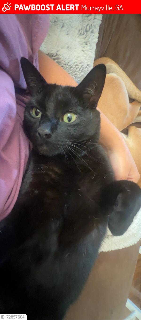 Lost Male Cat last seen george barnes rd, Murrayville, GA 30564