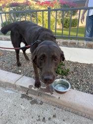 Found/Stray Female Cat last seen 20th st and Missouri ave, Phoenix, AZ 85016