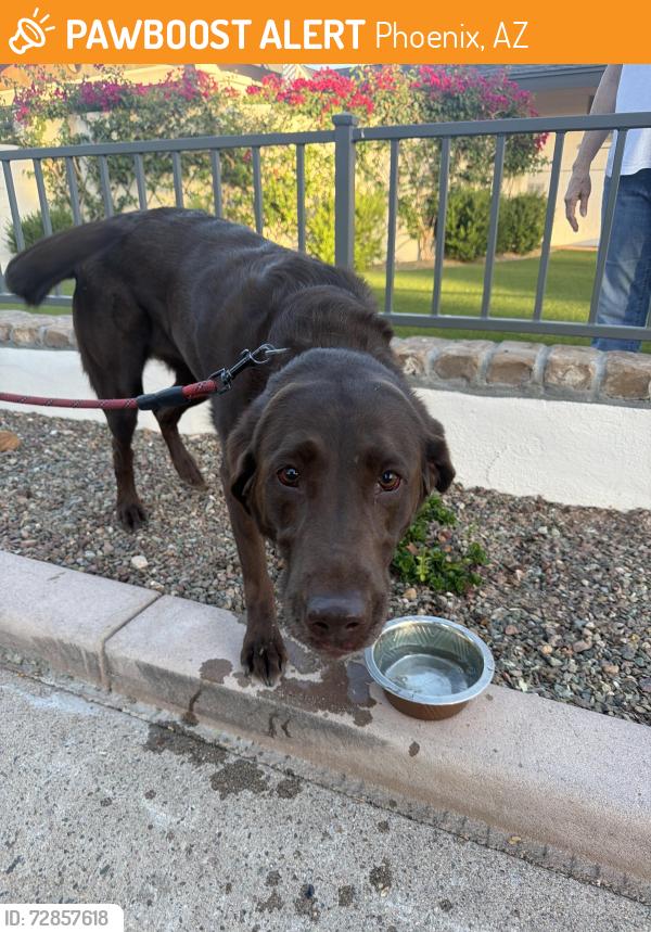 Found/Stray Female Cat last seen 20th st and Missouri ave, Phoenix, AZ 85016