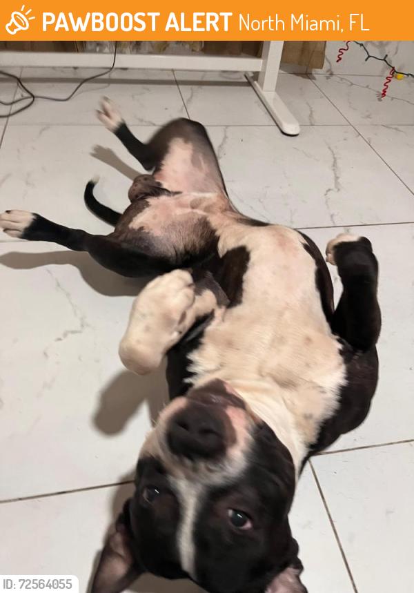 Found/Stray Male Dog last seen North Miami, North Miami, FL 33161