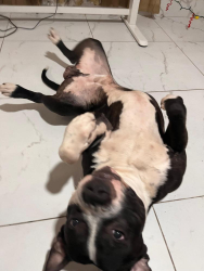 Found/Stray Male Dog last seen North Miami, North Miami, FL 33161