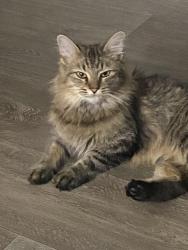 Lost Female Cat last seen 228, Sanders Ferry Rd, Hendersonville TN 37075, Hendersonville, TN 37075