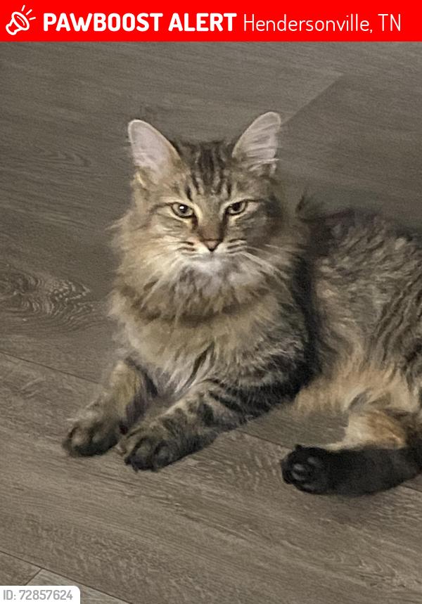 Lost Female Cat last seen 228, Sanders Ferry Rd, Hendersonville TN 37075, Hendersonville, TN 37075