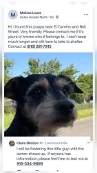 Found/Stray Unknown Dog last seen El Camino , Sacramento, CA 95838