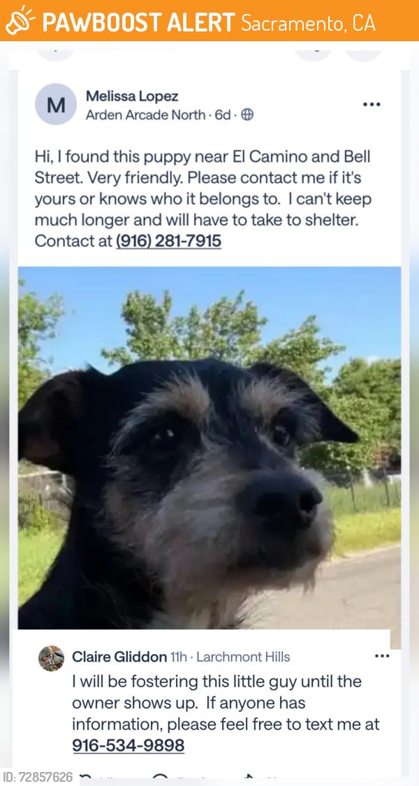 Found/Stray Unknown Dog last seen El Camino , Sacramento, CA 95838