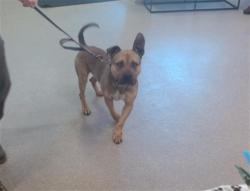 Shelter Stray Male Dog last seen Near BLOCK MCCOY AVE, Watterson Park, KY 40218