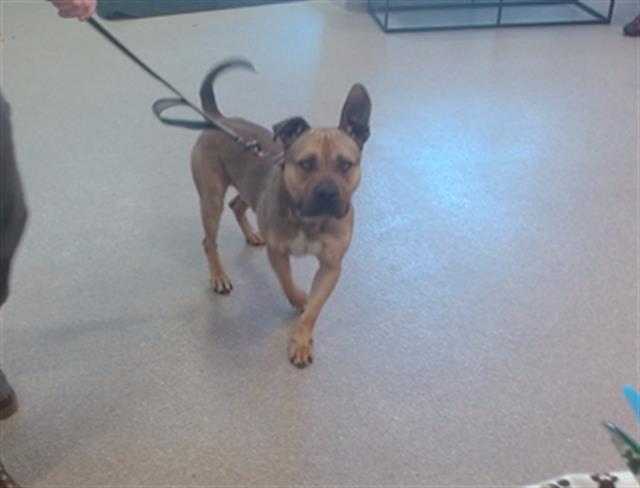 Shelter Stray Male Dog last seen Near BLOCK MCCOY AVE, Watterson Park, KY 40218