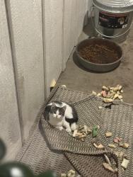 Lost Female Cat last seen Renner, SD Exit 1/4 mile north on service road , Renner, SD 57055