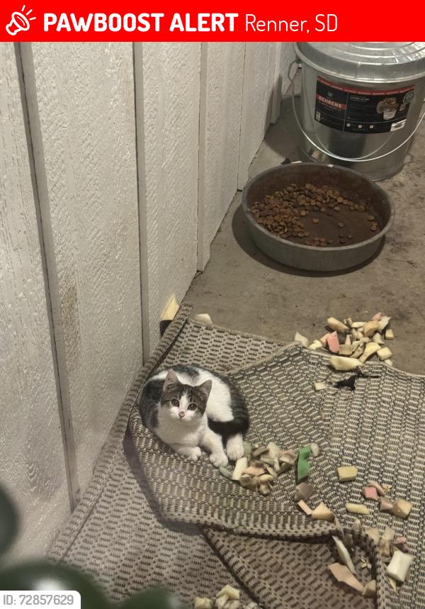 Lost Female Cat last seen Renner, SD Exit 1/4 mile north on service road , Renner, SD 57055