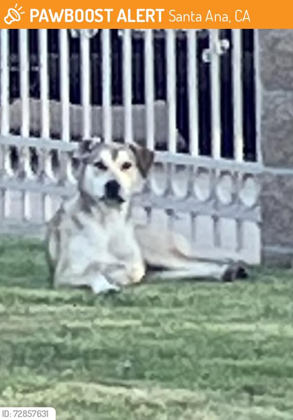 Found/Stray Unknown Dog last seen King and Borchard, Santa Ana, CA 92704