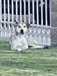 Found/Stray Unknown Dog last seen King and Borchard, Santa Ana, CA 92704