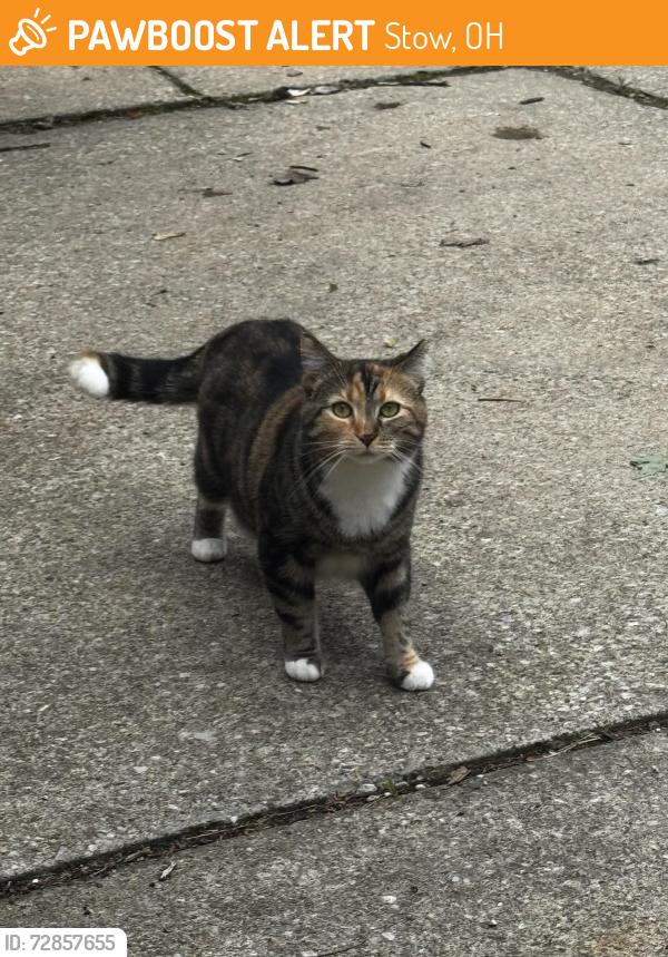 Found/Stray Unknown Cat last seen Freedom Design Kitchen and Bath, Stow, OH 44224