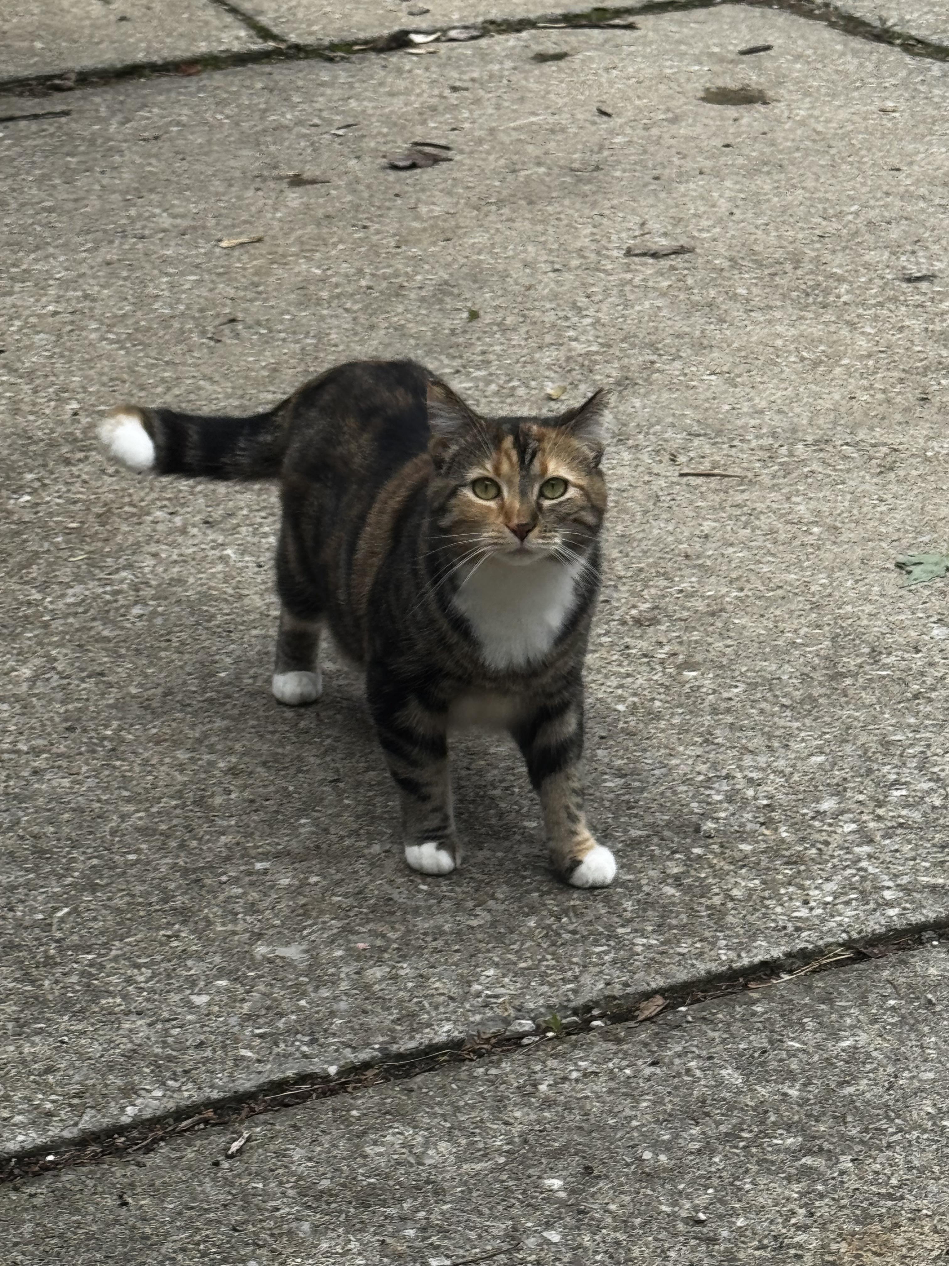 Found/Stray Unknown Cat last seen Freedom Design Kitchen and Bath, Stow, OH 44224
