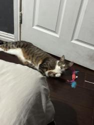 Lost Male Cat last seen Near hickory st grand prairie, Grand Prairie, TX 75050