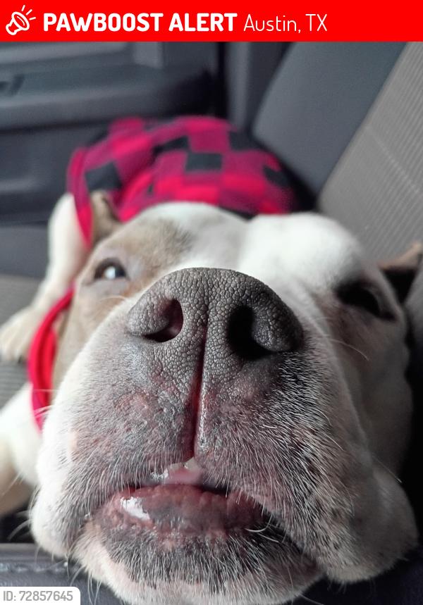 Lost Female Dog last seen Lafronterrra area, Austin, TX 78728