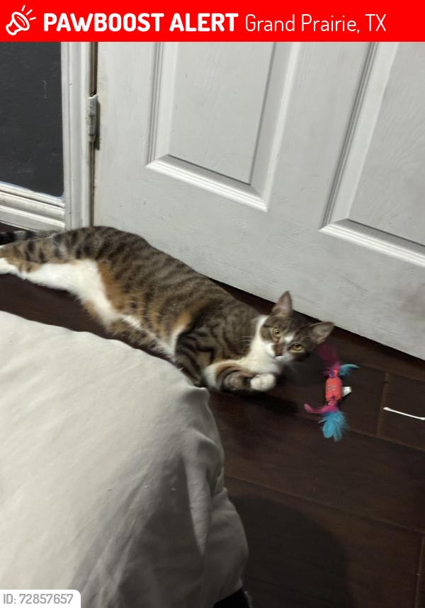 Lost Male Cat last seen Near hickory st grand prairie, Grand Prairie, TX 75050