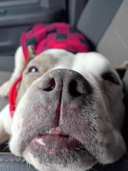 Lost Female Dog last seen Lafronterrra area, Austin, TX 78728