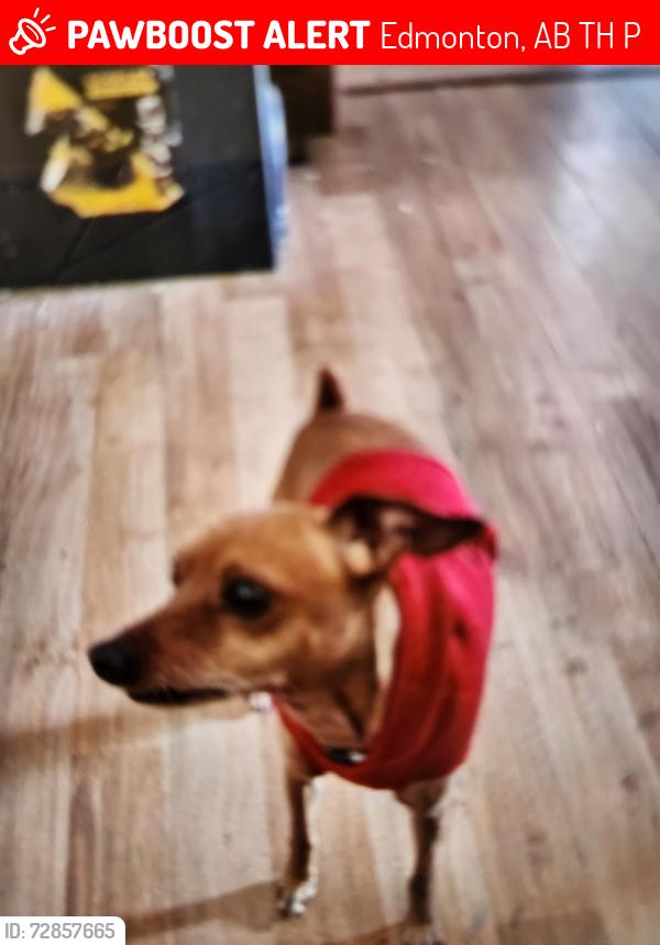 Lost Male Dog last seen Near 98 , Edmonton, AB T5H 2P6