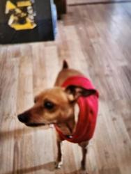 Lost Male Dog last seen Near 98 , Edmonton, AB T5H 2P6