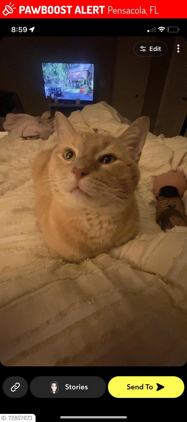 Lost Male Cat last seen Parkside Grande Apt Complex, Pensacola, FL 32514