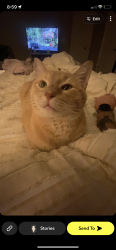 Lost Male Cat last seen Parkside Grande Apt Complex, Pensacola, FL 32514