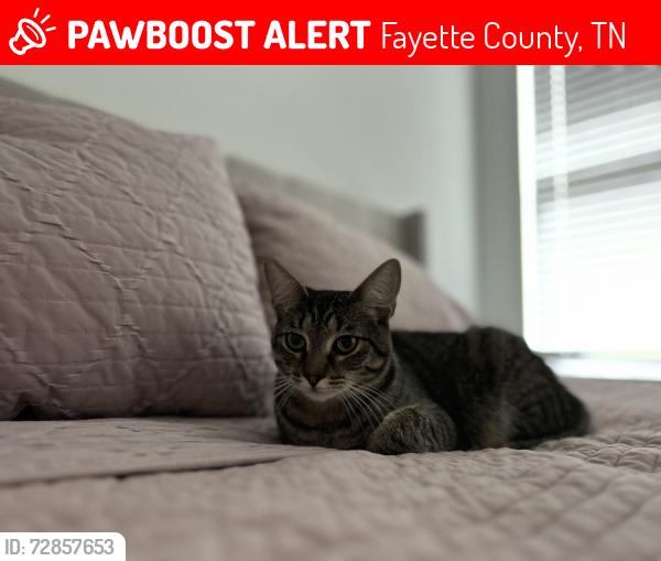 Lost Male Cat last seen Feathers Chapel Drive and Highway 194, Fayette County, TN 38068