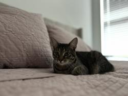 Lost Male Cat last seen Feathers Chapel Drive and Highway 194, Fayette County, TN 38068