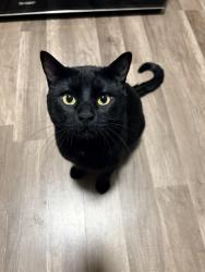 Lost Male Cat last seen 14th and Juniper, Golden, CO 80401