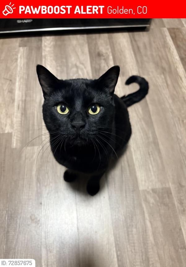 Lost Male Cat last seen 14th and Juniper, Golden, CO 80401