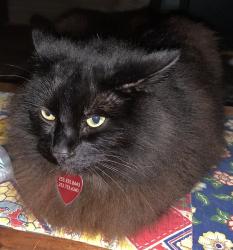 Lost Male Cat last seen SW Chastain DR, Gresham, OR 97080