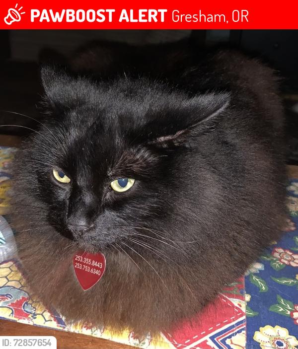 Lost Male Cat last seen SW Chastain DR, Gresham, OR 97080