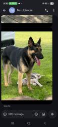 Lost Male Dog last seen S11 street, Temple, TX 76508