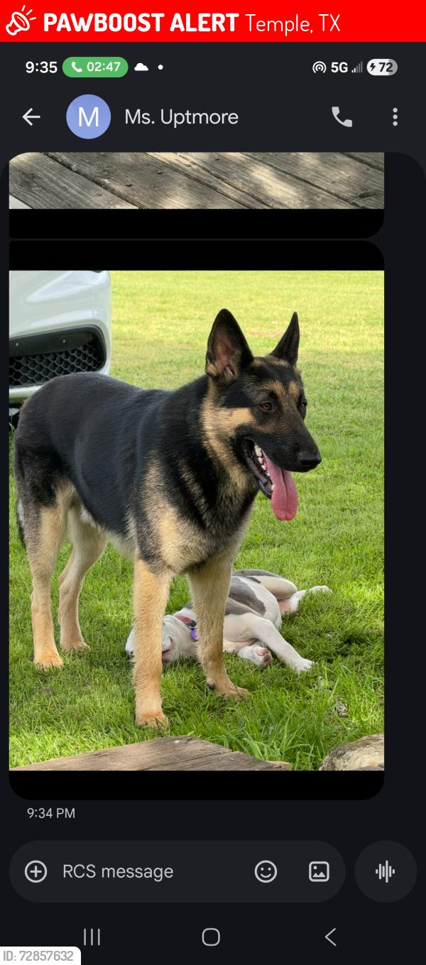 Lost Male Dog last seen S11 street, Temple, TX 76508