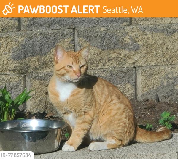 Found/Stray Male Cat last seen Near S 101st St, Seattle, WA 98168, Seattle, WA 98168