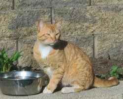 Found/Stray Male Cat last seen Near S 101st St, Seattle, WA 98168, Seattle, WA 98168